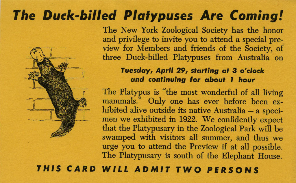 platypus opening hours