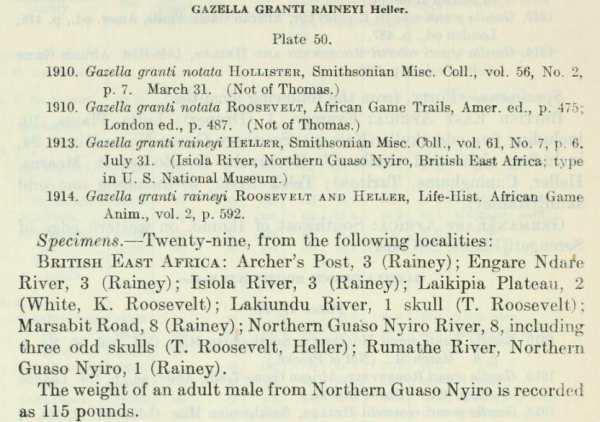 Description of Gazella granti raineyi from  US National Museum Bulletin 99, East African Mammals in the United States National Museum