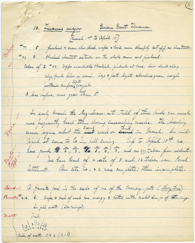 First page of Beebe's notes on his six-weeks' observation of Tinamus major, likely 1916. WCS Archives Collection 1005B