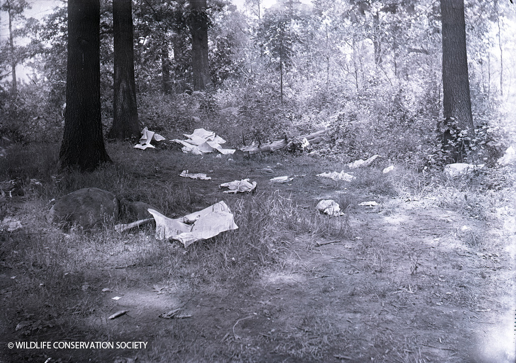 Litter in the Bronx Zoo in 1908