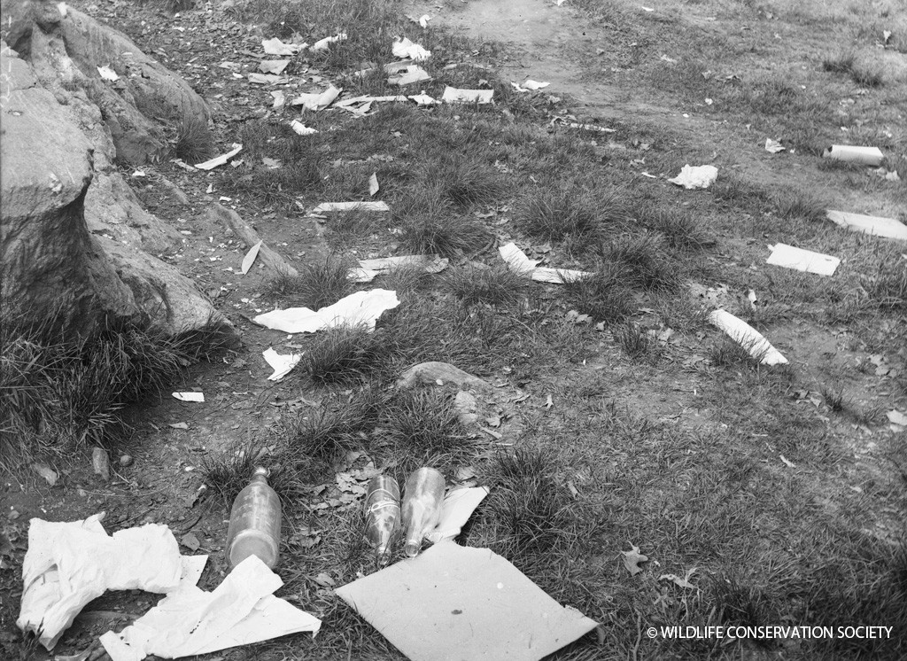 Litter in the Bronx Zoo four years into the Rubbish War, in 1912