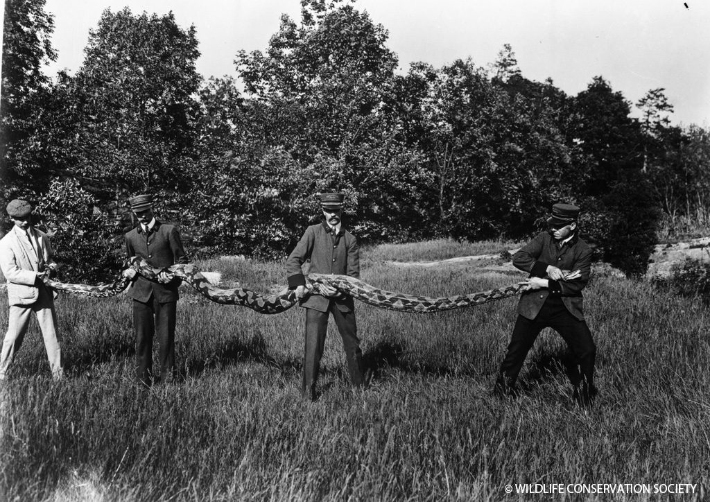 Keepers showing length of reticulated python (then known as a regal python) at the Bronx Zoo, June 1904. WCS Photo Collection