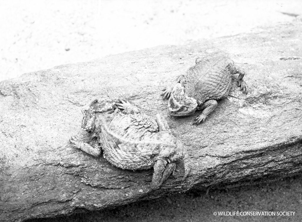 Ditmars horned lizard (Phrynosoma ditmarsi), March 1932.