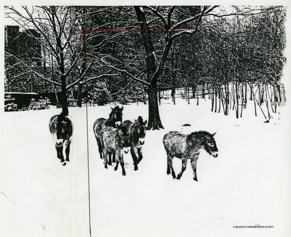 A reproduction of a photograph taken by NYZS photographer William Meng (1969 – 1996) that accompanies the press release for the “Chinese New Year of the Horse.” Crop marks in red and black appear on the picture plane on the left and top edge of the image featuring NYZS’s Mongolian wild horses. These edits highlight elements of concern from Society staff, namely the context of the zoo’s urban environment, when creating an image representative of the Zoo’s facilities and animal collections intended for public consumption. Photograph by Bill Meng, circa February 1978. Scanned from WCS Archives Collection 2032.