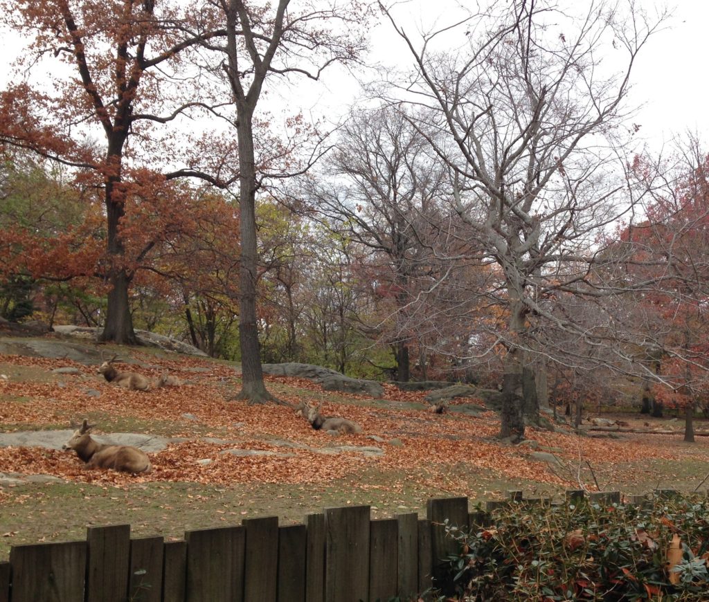 A typical opportune sighting presently available to park visitors at the Zoo. A pasture dotted with a group of Père David deer amongst the surrounding fall foliage of the season. The Rare Animals Range, a former exhibit which opened in 1973, featured this Asian deer species as well as Mongolian wild horses (Przewalski’s horses) and European Bison (wisent). The press release produced for the exhibit opening stated, “all three species are extinct in nature and exist today only in zoos and preserves.” Photograph by Emma Curtis.