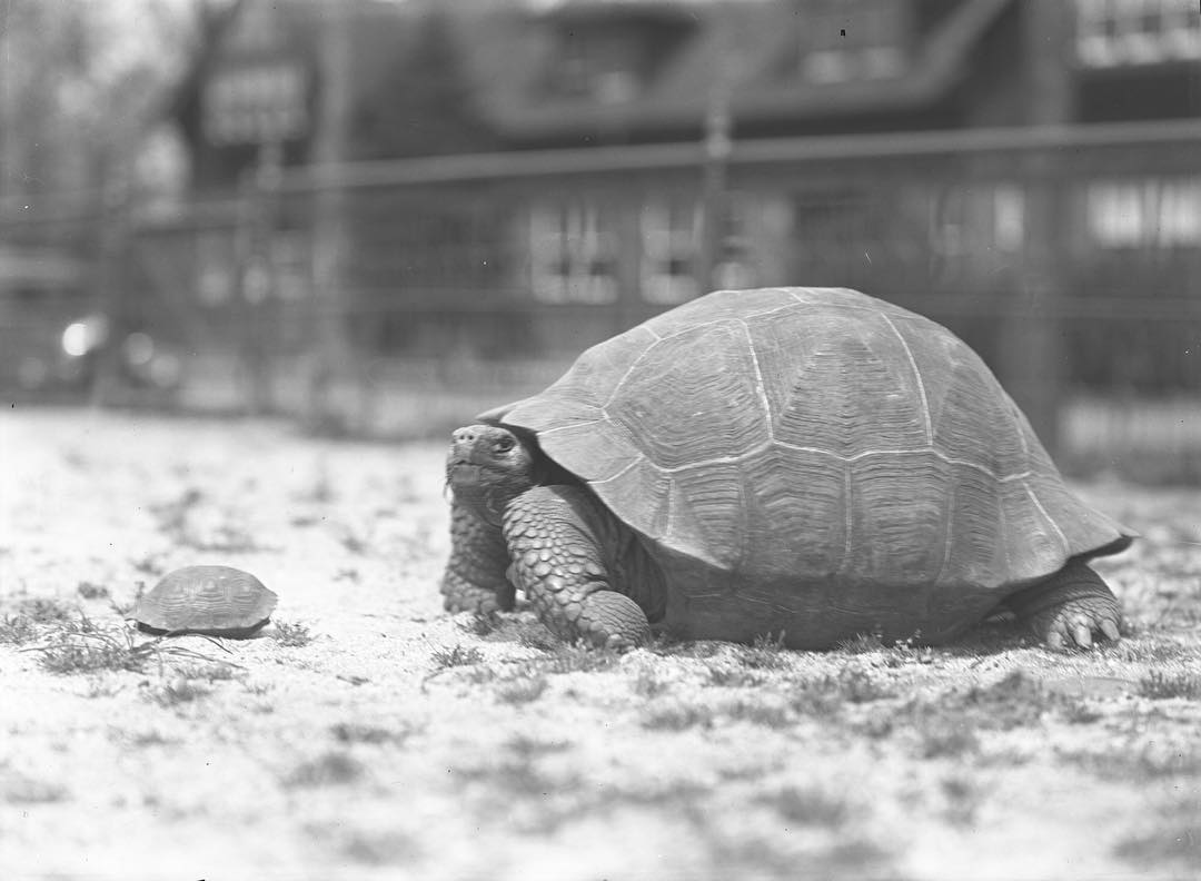 Townsend’s Tortoises | WCS Archives Blog