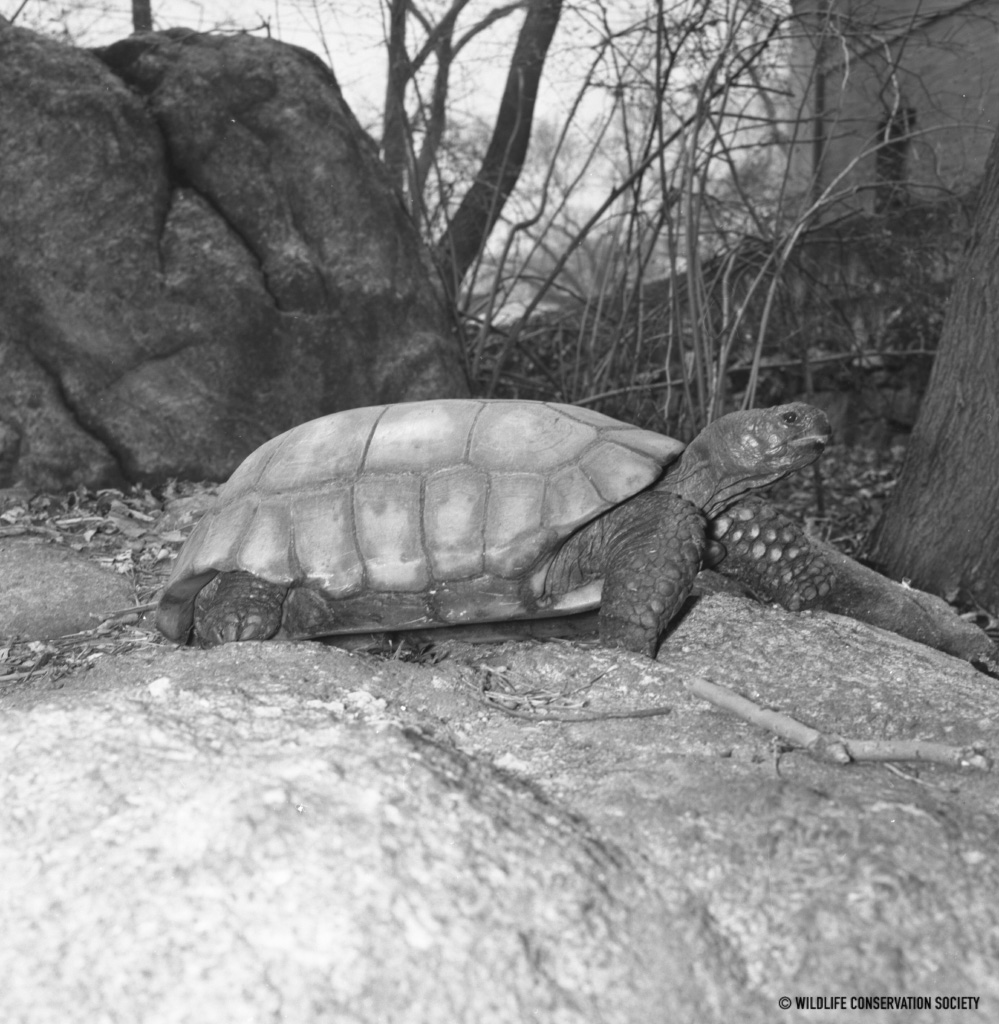 Teddy the Tortoise | WCS Archives Blog